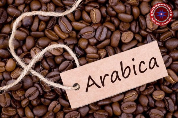 ARABICA - (Số lượng: 20 - 50 ký) 