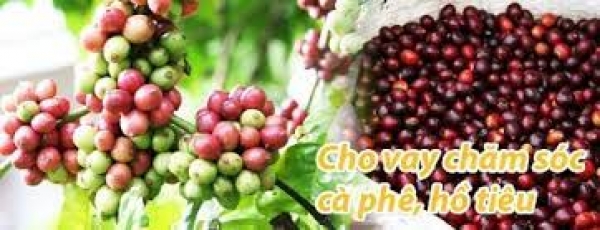 Cho vay chăm sóc cây cao su, cà phê, hồ tiêu